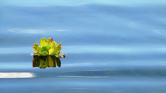 green leaves on body of water thumbnail