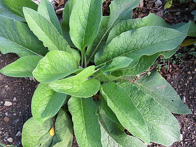 closeup photo of green leafed plant thumbnail