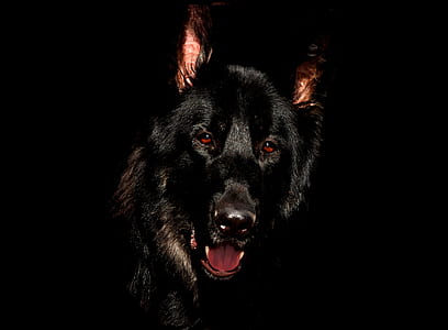 Black German Shepherd thumbnail