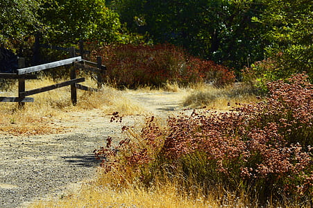 landscape photography of brown grass and trees thumbnail