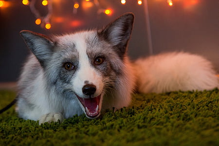 white and gray fox thumbnail