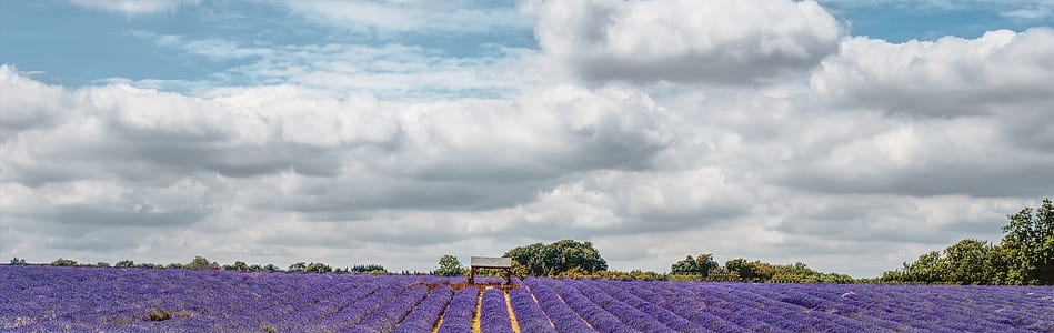 lavender field thumbnail