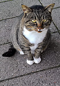 fat brown tabby cat standing on concrete floor thumbnail
