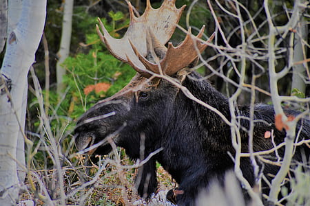 closeup photo of black moose thumbnail