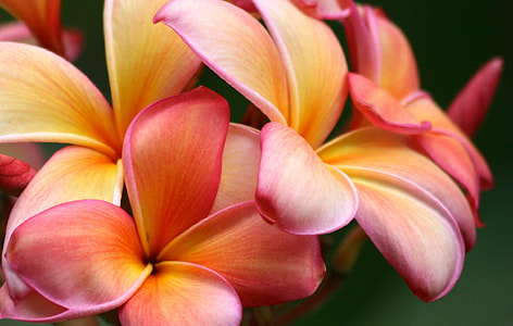 pink petaled flowers thumbnail