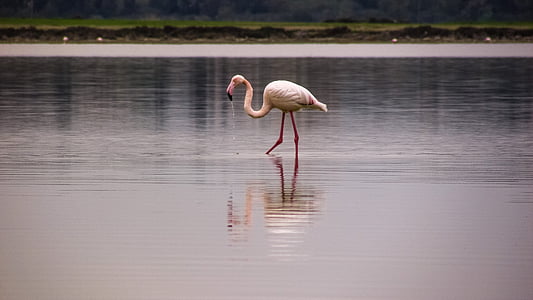 pink flamingo on body of water during daytime thumbnail