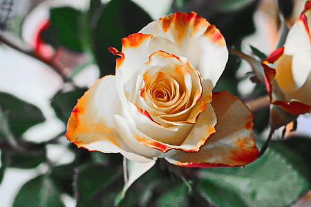 closeup photography of white with orange tip rose flower thumbnail