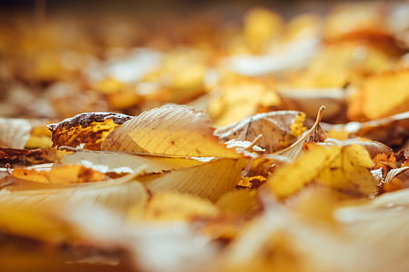 selective focus photography of withered leaf thumbnail