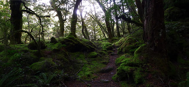 rain forest with green algae on stones and on tree roots thumbnail