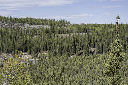 Rows of pine trees on the Ingraham Trail thumbnail