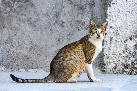 brown and white cat sitting on ground near wall thumbnail