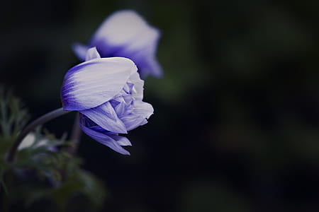 white and purple petaled flowers thumbnail
