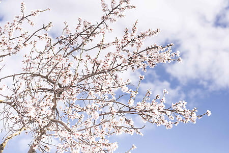 low angle photo of white cherry blossoms at daytime thumbnail