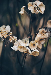 photo of white flowers thumbnail