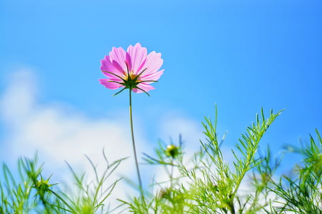 low angle photography of pink cosmos flower thumbnail