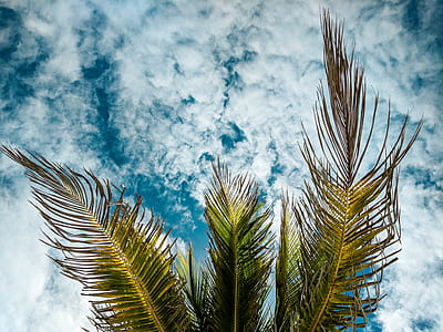 green palm tree under cloudy sky at daytime thumbnail