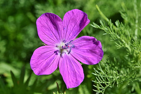 purple petaled flowering plant thumbnail