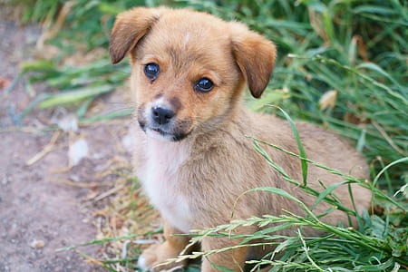 brown and white dachshund puppy sitting on grass at daytime thumbnail