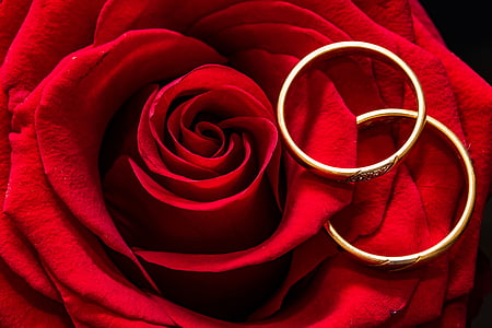 two rings on rose thumbnail