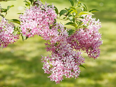 pink petaled flower in closeup photo thumbnail