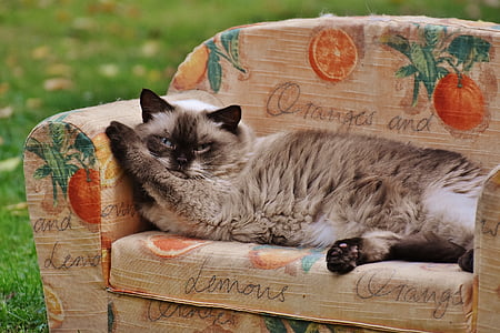 short-fur gray and tan cat thumbnail