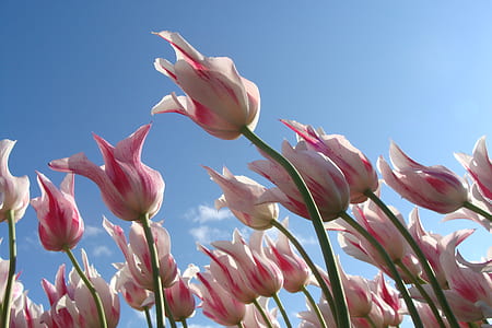 sky, flowers, spring, pink thumbnail
