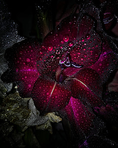 pink and black flowre thumbnail