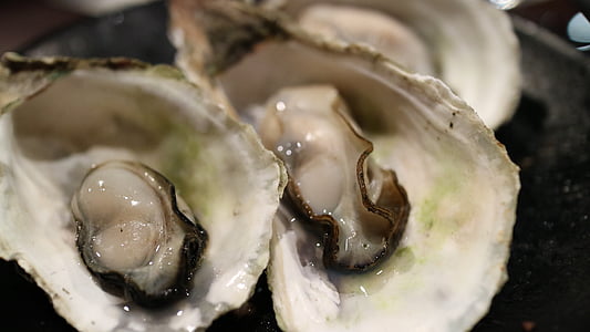 closeup photo of oysters thumbnail