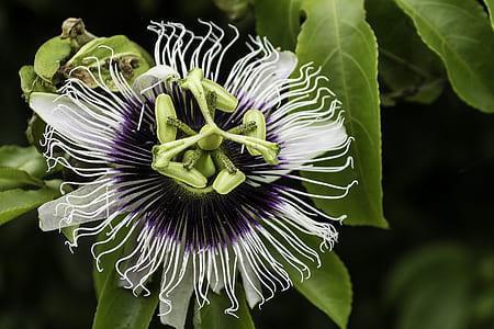 white and purple flower thumbnail