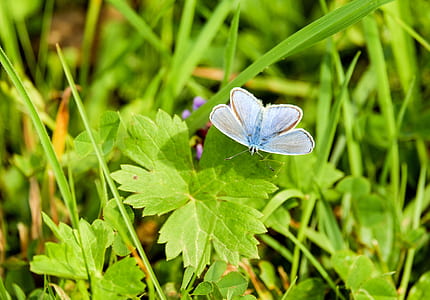 silver studded blue butterfly perched on green leaf plant thumbnail