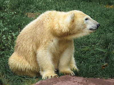 yellow bear sitting on grass thumbnail