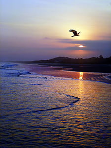 seashore and bird thumbnail