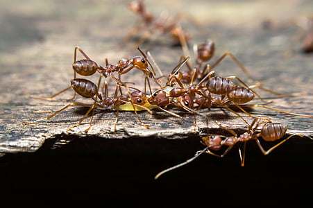 brown ants on brown wooden surface thumbnail