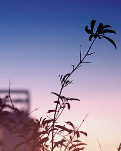 shallow focus photography of green leaves thumbnail