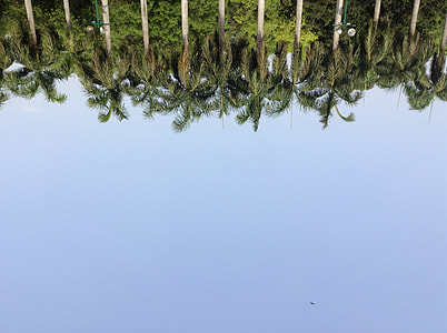 landscape photography of green palm trees thumbnail
