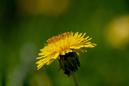close-up photography of yellow dandelion flower in bloom thumbnail