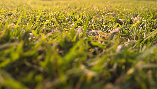 Green Grasses In-close Up Photography thumbnail