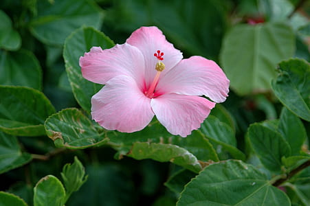 closeup photo of pink hibiscus flower thumbnail