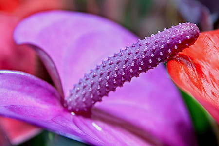 close-up photo of purple flamingo lily flower thumbnail