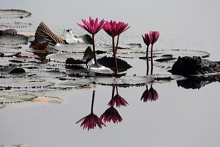 4 Pink Lilies on Pond thumbnail