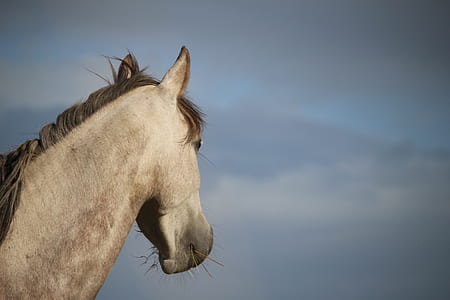 beige horse thumbnail