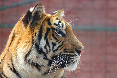 wildlife photography of tiger at daytime thumbnail