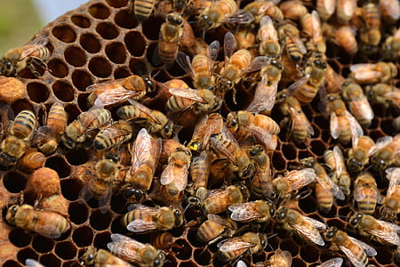 honeybee on beehive thumbnail