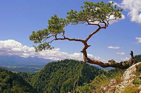brown and green tree on cliff thumbnail