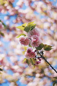 pink-petaled flower thumbnail