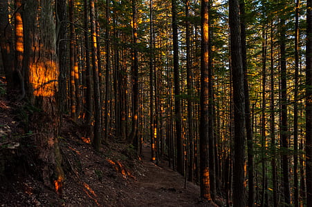 forest trees on mountain during daytime thumbnail