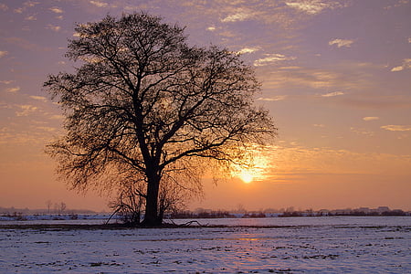 brown bare tree surrounded with white snow during sunset thumbnail