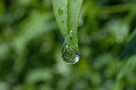 water on the leaf thumbnail
