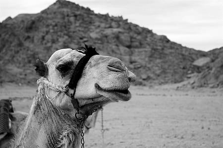 grayscale photo of camel and mountain thumbnail