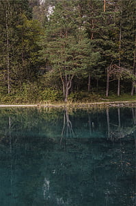 forest near body of water thumbnail